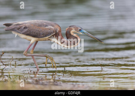 Aigrette tricolore, juv., Floride/ (Egretta tricolor) Banque D'Images