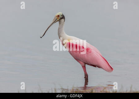 Roseate spoonbill, Floride/ (Platalea ajaja) Banque D'Images