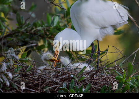 Grande aigrette (blanc), en Floride, Alligator Farm, St Augustin/ (Casmerodius albus / Ardea alba) Banque D'Images