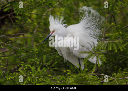 Aigrette neigeuse, Floride, Alligator Farm, St Augustin/ (Egretta thula) Banque D'Images