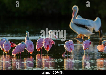 Roseate spoonbill, Floride/ (Platalea ajaja) Banque D'Images