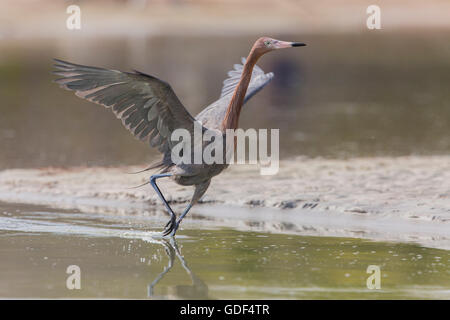 Aigrette rougeâtre, Floride/ (Egretta rufescens) Banque D'Images