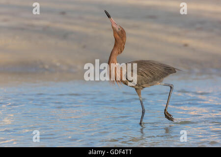 Aigrette rougeâtre, Floride/ (Egretta rufescens) Banque D'Images