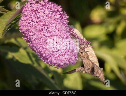 Un colibri de boire le nectar des fleurs tout en volant. Banque D'Images