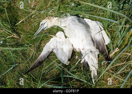 Un fou de Bassan (Morus bassanus) sur l'herbe près de la Bass Rock, Ecosse Banque D'Images