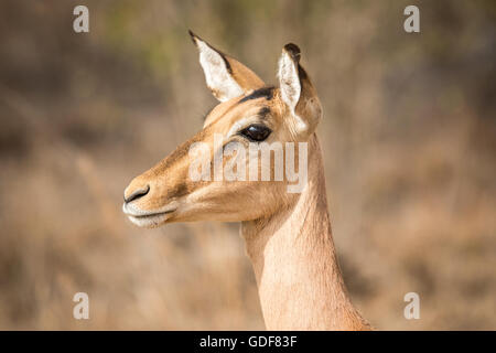 Portrait of a female 501 dans le Parc National Kruger, Afrique du Sud. Banque D'Images