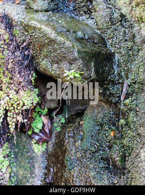 Un gros plan de fougères et plantes sur des pierres dans un ruisseau rock Banque D'Images