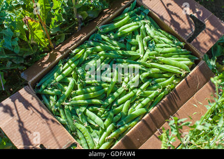 Une boîte de haricots verts fraîchement cueillis à l'extérieur dans le domaine où elles ont été choisies Banque D'Images