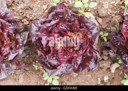 Beau rouge laitue biologique poussant dans un champ pays Banque D'Images