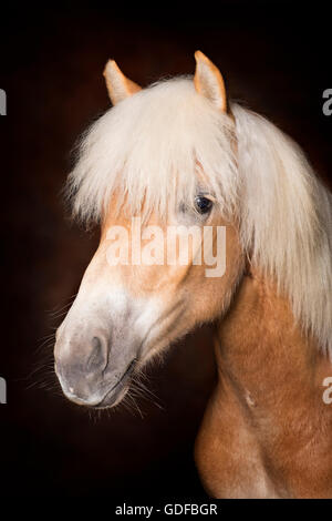 Portrait d'une jument Haflinger, cheval, Wipptal, Tyrol, Autriche Banque D'Images