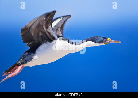 Très grand cormoran (Phalacrocorax atriceps) en vol, l'île de sea lion, îles Falkland Banque D'Images