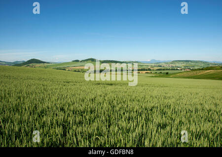 Champ de maïs dans la plaine de la Limagne, Auvergne, France, Europe Banque D'Images
