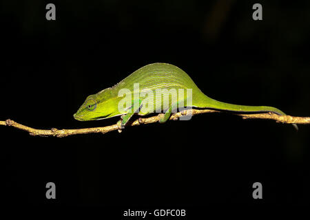 Caméléon Calumma (Périnet gastrotaenia), femme, Parc Mantadia- Andasibe Analamazaotra, Parc National, est de Madagascar, Madagascar Banque D'Images