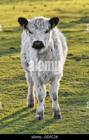 Dans le pré, veaux Galloway blanc (Bos primigenius taurus), Bad Laer, Münster, Rhénanie du Nord-Westphalie, Allemagne Banque D'Images