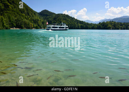 Sankt Gilgen : bateau d'excursion sur le lac Wolfgangsee, dans la baie Fürberg et les poissons dans l'eau, l'Autriche, Salzbourg, Salzbourg Banque D'Images