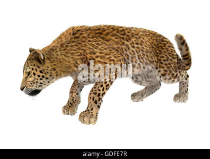 Le rendu 3D d'un grand chat leopard isolé sur fond blanc Banque D'Images