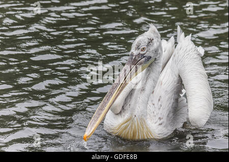 Un pélican blanc flottant sur l'eau Banque D'Images