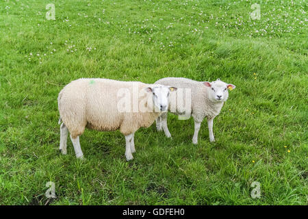 Deux moutons blancs dans un pré vert Banque D'Images