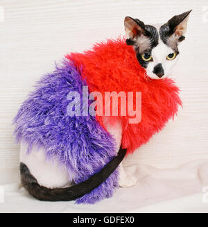 Chat Sphynx porter du rouge et violet pull Banque D'Images