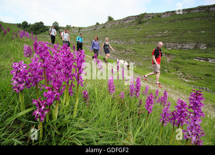 Les promeneurs sur un chemin bordée de early purple orchidées (Orchis mascula) dans la région de Stoney Middleton and Chatsworth Dale, Peak District, Derbyshire UK - printemps Banque D'Images