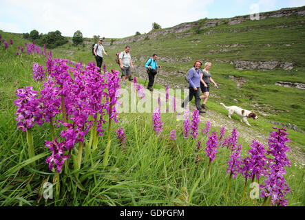 Les randonneurs passent par des orchidées sauvages sur un joli itinéraire par Stoney Middleton and Chatsworth Dale, Peak District, Derbyshire, Royaume-Uni sur une chaude journée de printemps Banque D'Images