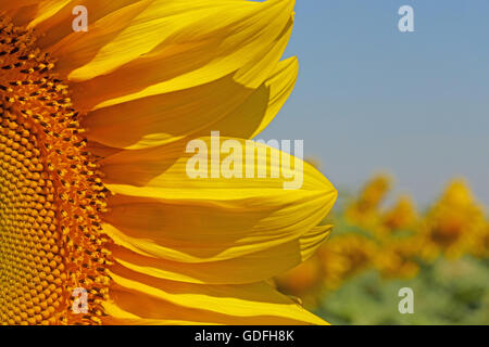 Close up de champ de tournesol sur la tête Banque D'Images