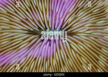 Détail d'une bonne santé et de couleur corail champignon (Fungia sp.) qui se développe sur un récif de coraux tropicaux en Indonésie. Banque D'Images