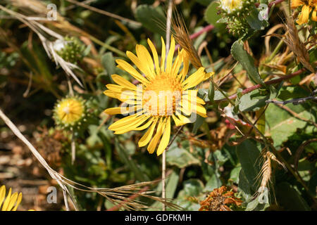 Grande Vallée Gumweed, Grande Vallée (Gumplant Grindelia camporum, Grindelia robusta) floraison, Californie Banque D'Images