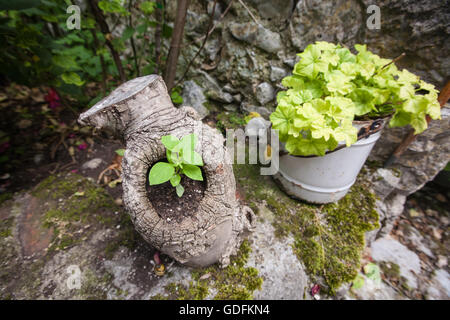 Vieux usé réutilisé recyclé,comme porte-pot.Bulnes,village dans la région du Centre,Macizo Asturies.Randonnées dans Picos de Europa Europa,N Banque D'Images