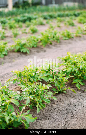 Pommes de plantes poussant dans des lits surélevés en potager. Saison d'été Banque D'Images