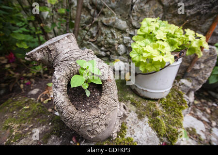 Vieux usé réutilisé recyclé,comme porte-pot.Bulnes,village dans la région du Centre,Macizo Asturies.Randonnées dans Picos de Europa Europa,N Banque D'Images