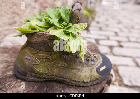 Flower,flower,en,vieux,bottes de randonnée de montagne Asolo usés,boot réutilisés recyclés comme porte-pot.Bulnes,village dans la région du Centre,Macizo Asturies.Randonnées Banque D'Images