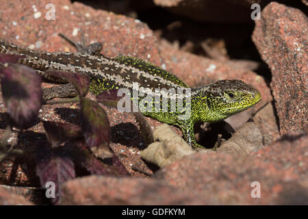 Sand lizard (Lacerta agilis) Banque D'Images