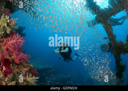 Homme scuba diver à l'intérieur de l'épave du Carnatic SS avec une école de glassfish (Parapriacanthus ransonneti), Red Sea, Egypt Banque D'Images