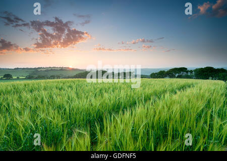 Bel été coucher de soleil sur un champ d'orge dans la campagne des Cornouailles Banque D'Images