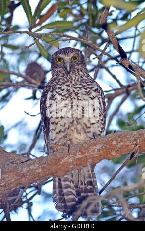 Owl Ninox puissant australienne (strenua) perché dans un arbre à Sydney, Australie Banque D'Images