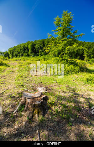 Stump dans les herbes sur l'exploitation forestière place près de la forêt en été. tourné avec lentille ultra grand angle Banque D'Images