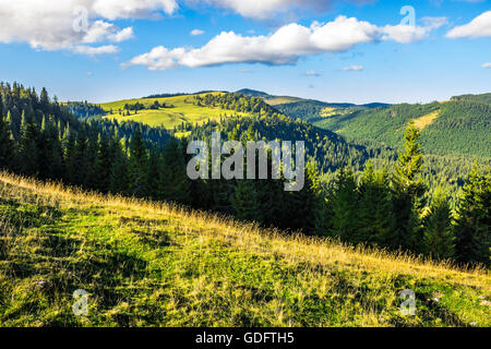 Au début de l'automne paysage. champ en face de la forêt de conifères sur une pente de colline dans les montagnes de la Roumanie dans la lumière du matin Banque D'Images