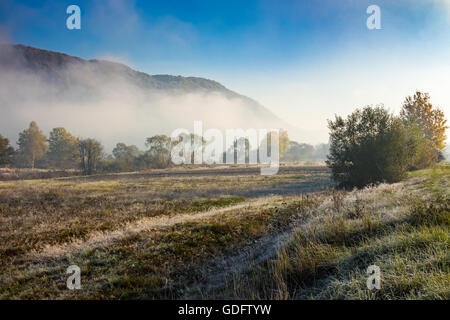 Le brouillard du matin entre les arbres sur meadow en montagnes sous un ciel clair à l'automne Banque D'Images