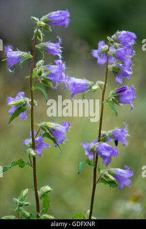 L'ortie-leaved bellflower (campanula trachelium). bleu wildflower dans la famille Campanulaceae, originaire de Grande-Bretagne et Danemark Banque D'Images