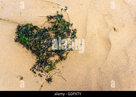 Résumé coeur d'algues sur une plage de sable fin Banque D'Images