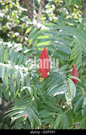 Vinaigrier (Rhus typhina) avec Bob rouge, le long d'une chaussée en pays Kingston, Ontario Canada Banque D'Images