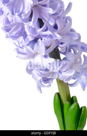 Violet fleurs jacinthe frais on white Banque D'Images