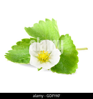 Des fraises fraîches et fleur sur fond blanc Banque D'Images