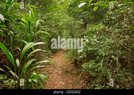 Piste de marche étroite spearing en vert vif dense enchevêtrement de la végétation en sous-tropical rainforest / Jungle en Australie Banque D'Images