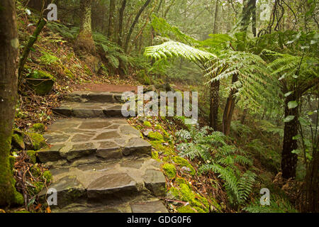 Pavage et étapes qui mènent dans les jardins avec de grands arbres et sous-bois de fougères et mousses émeraude enveloppée dans une brume légère Banque D'Images