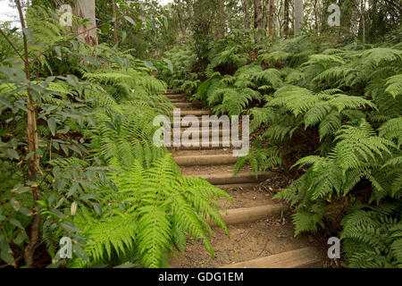 De longues marches en bois menant à travers la forêt de grands arbres avec sous-bois de fougères Emeraude dans Australian Great Dividing Range Banque D'Images