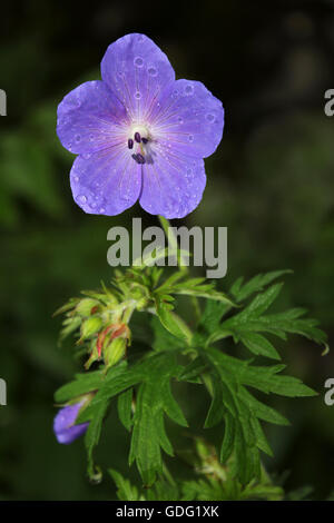 Meadow Crane's-bill Geranium pratense Banque D'Images