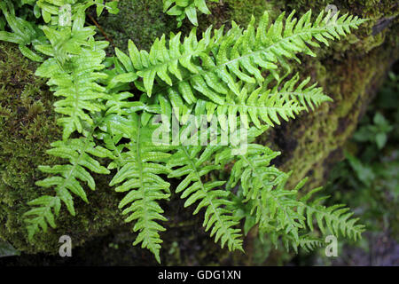 Le polypode Polypodium cambricum sud Banque D'Images