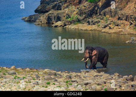 L'éléphant, sortant de la rivière après la prise de baignoire (photographié à Corbett National Park - Inde) Banque D'Images